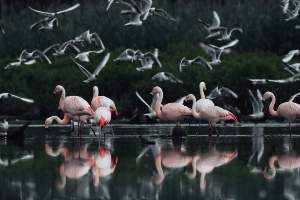Flamingo's in het Zwillbrocker Venn in het Münsterland