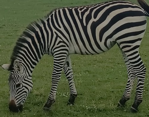 zebra in Pollare (Ninove)