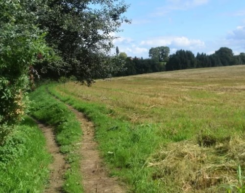 weiland langs de bosrand