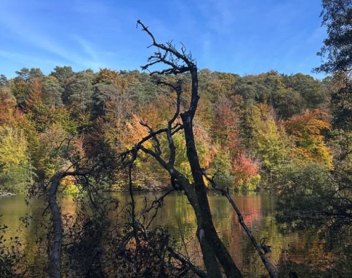 dode boom in een meertje