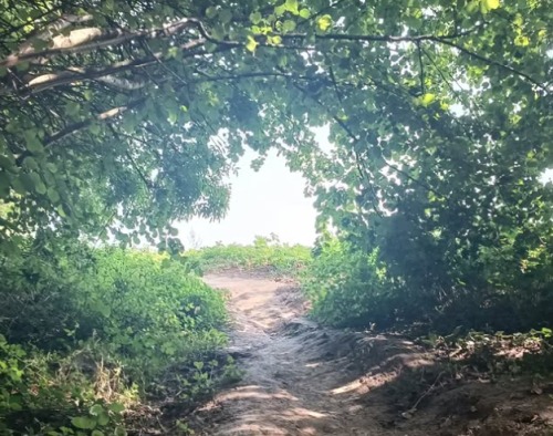 zandpad door het bos