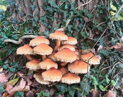 een verzameling zwammen in het Kravaalbos